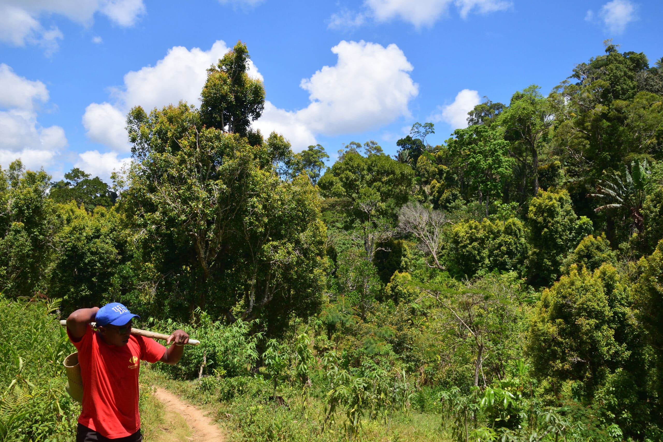 Bio Nelken aus Madagaskar - Agroforstwirtschaft