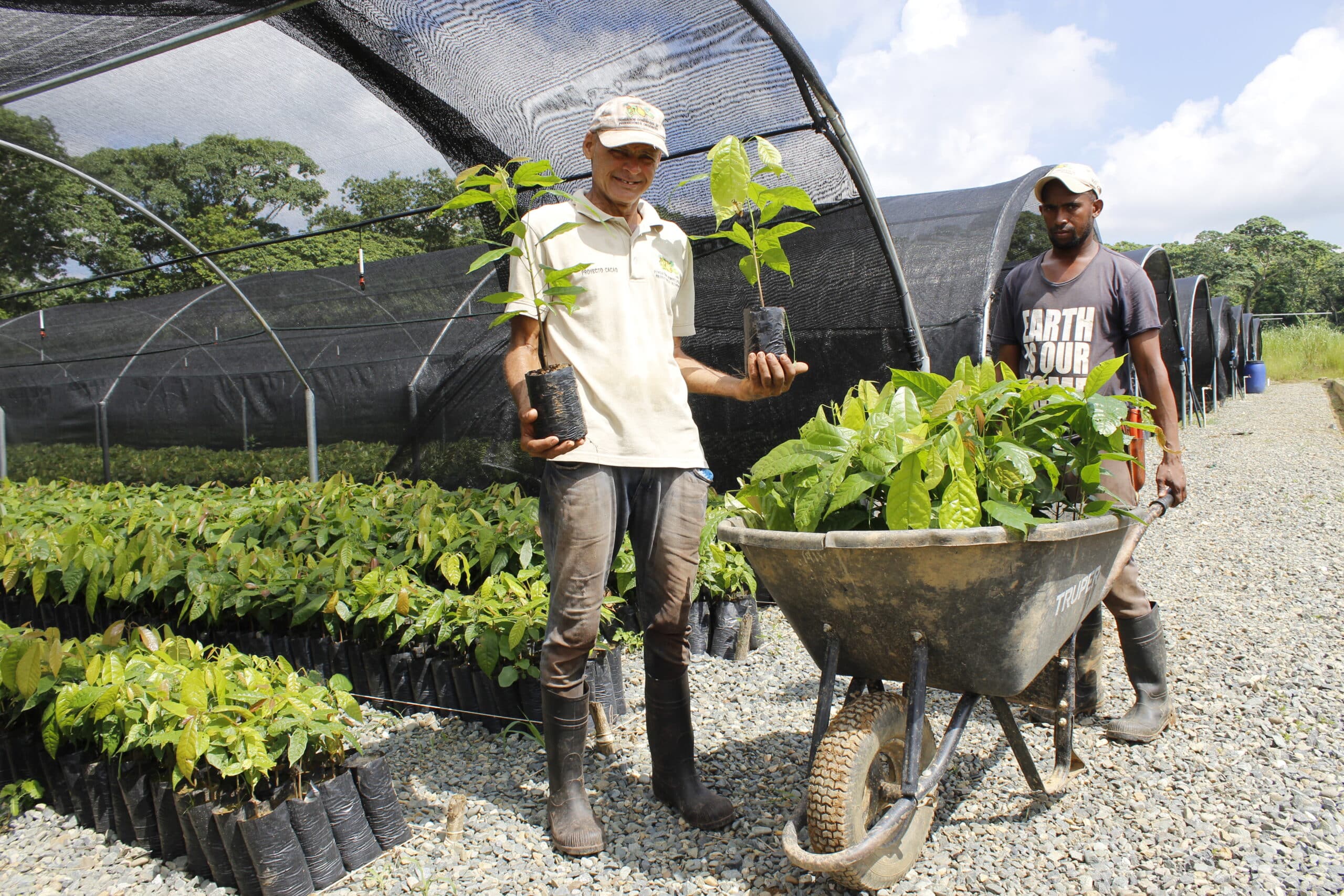 Distribution of small plants to producer families young plants are distributed to smallholder farmers