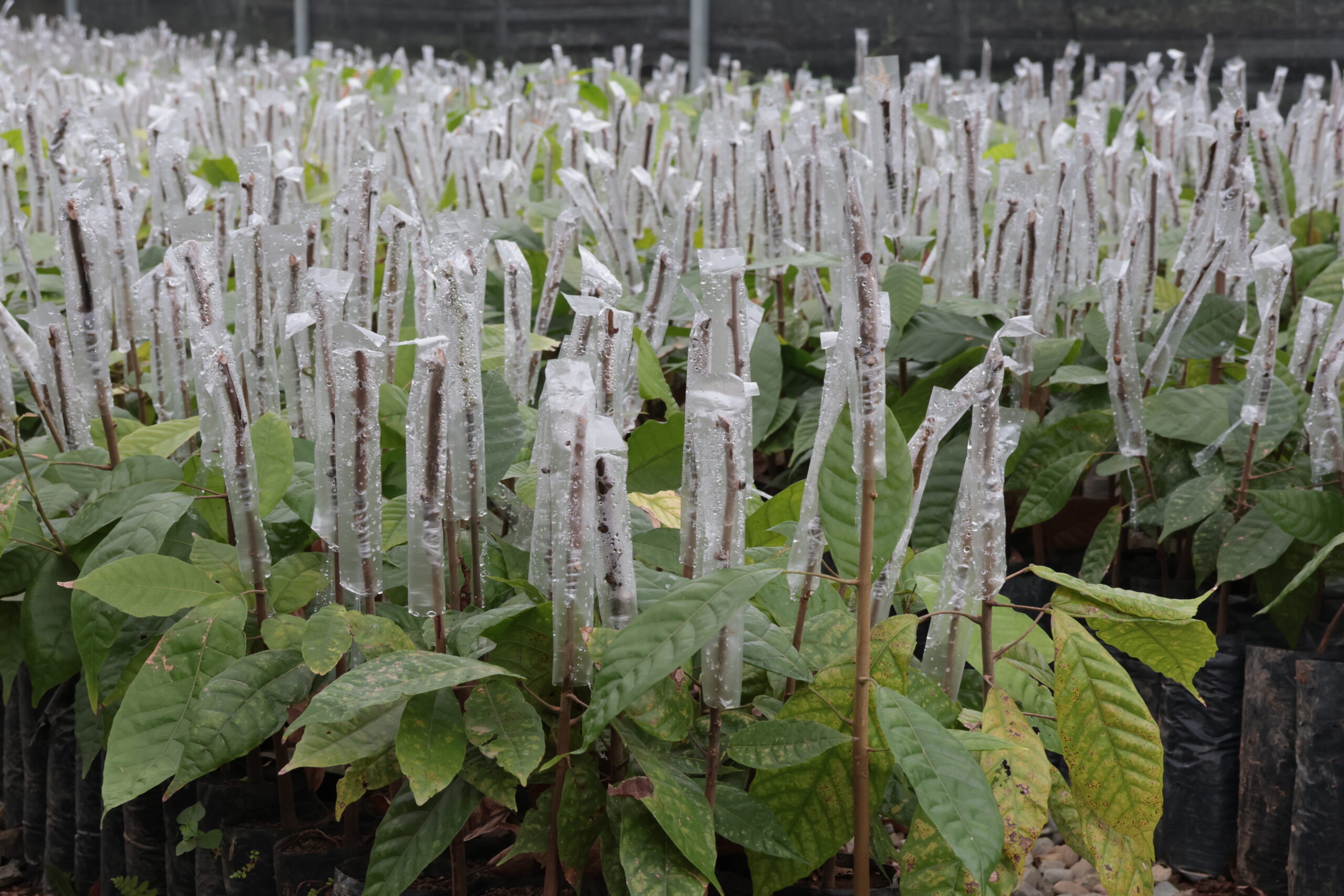 Young grafted cocoa plants