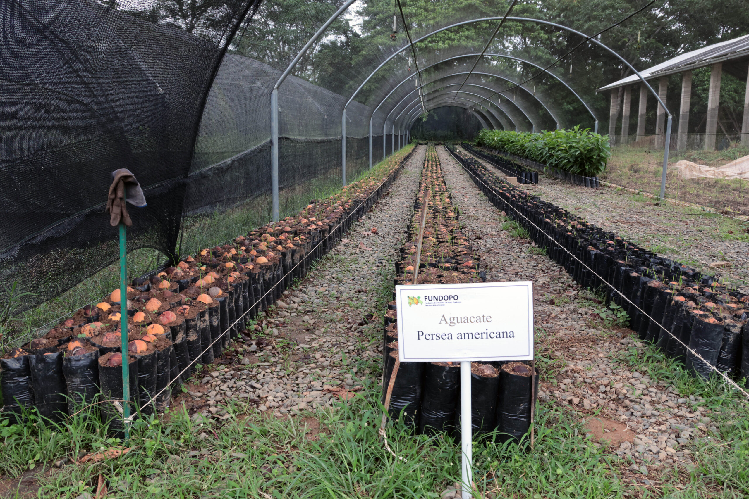 young aguacate plants Alongside cocoa, FUNDOPO’s nursery also raises shade trees and other useful species such as zapote y aguacate