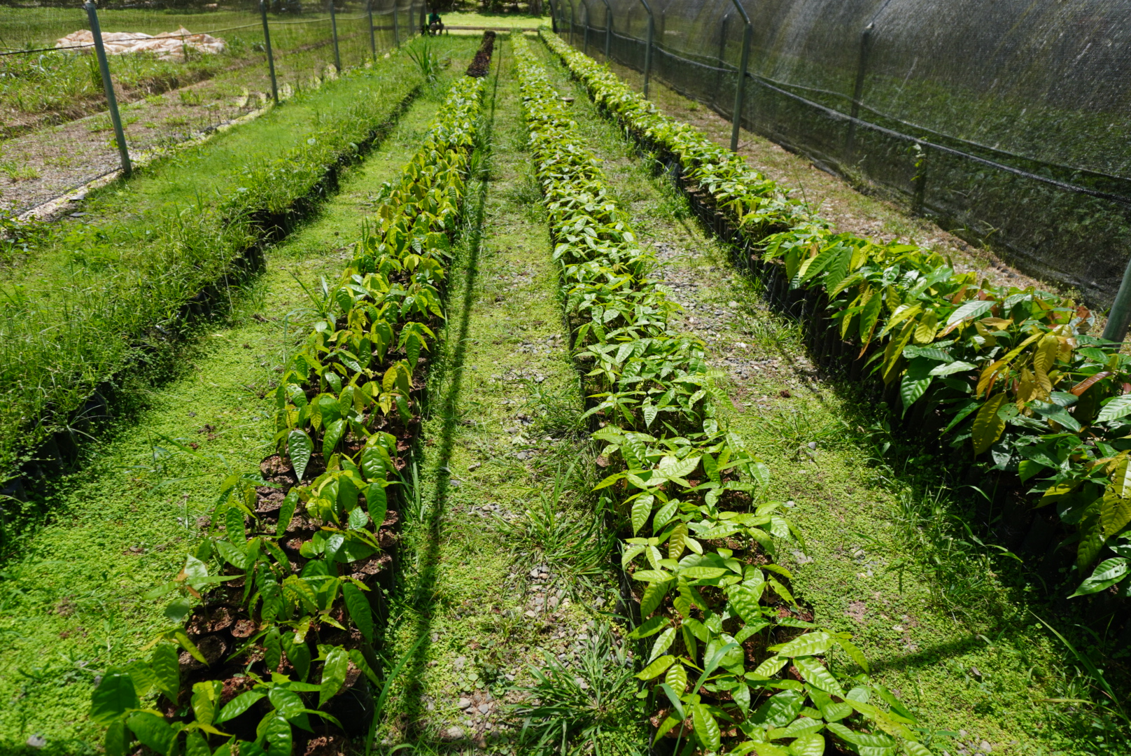 FUNDOPO’s tree nursery cocoa plants are raised in FUNDOPO’s nursery