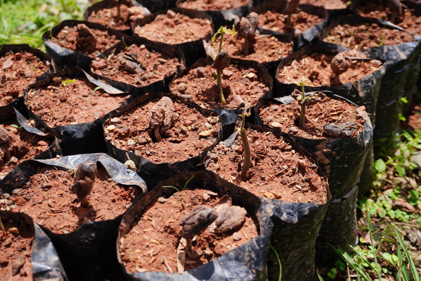 First young plants from seeds of the preselected trees First young plants are grown in the nursery from seeds of the preselected trees