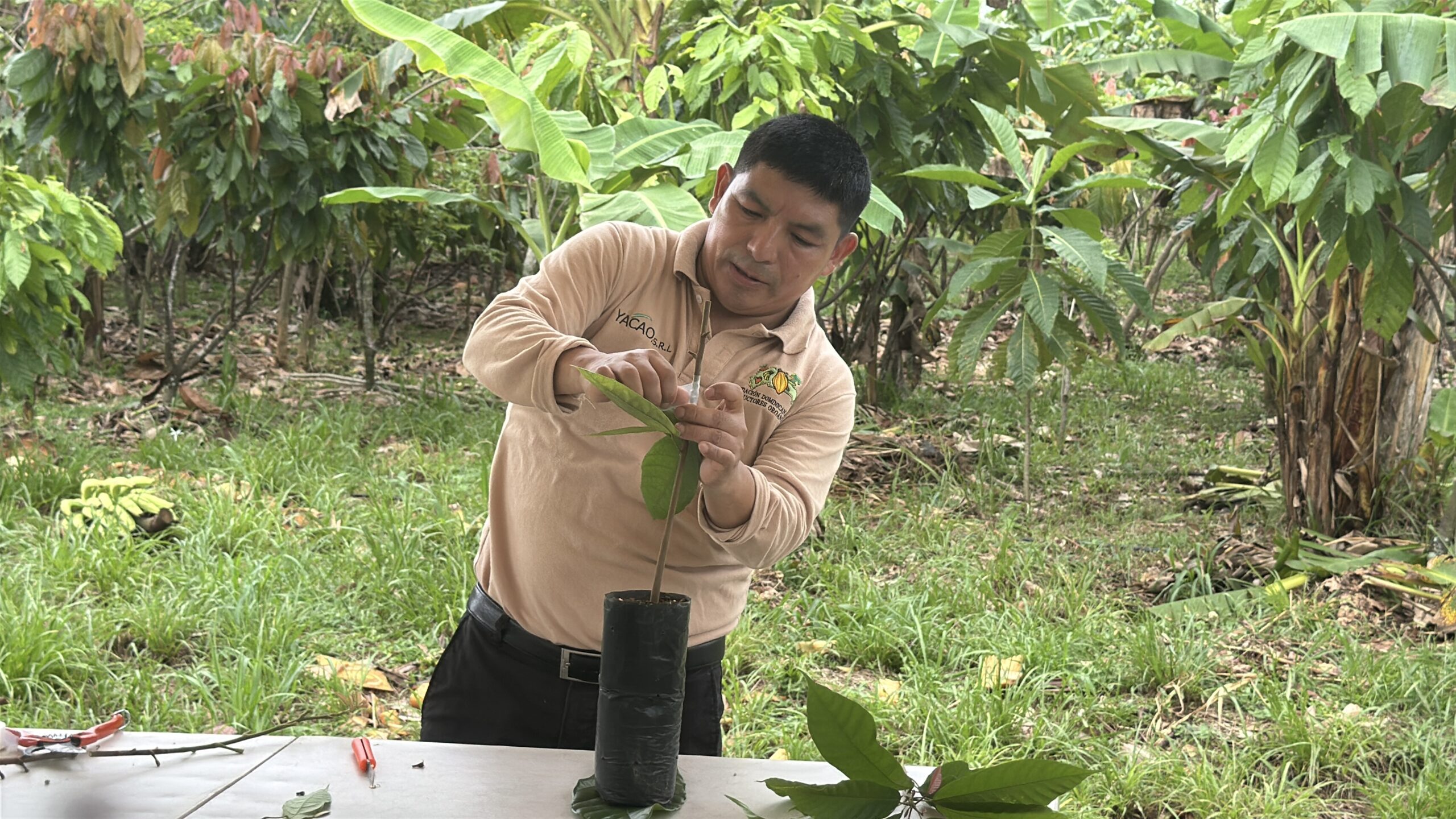 Wilder Ñahui, FUNDOPO, grafting a young cocoa plant Careful handwork while grafting a young cocoa plant