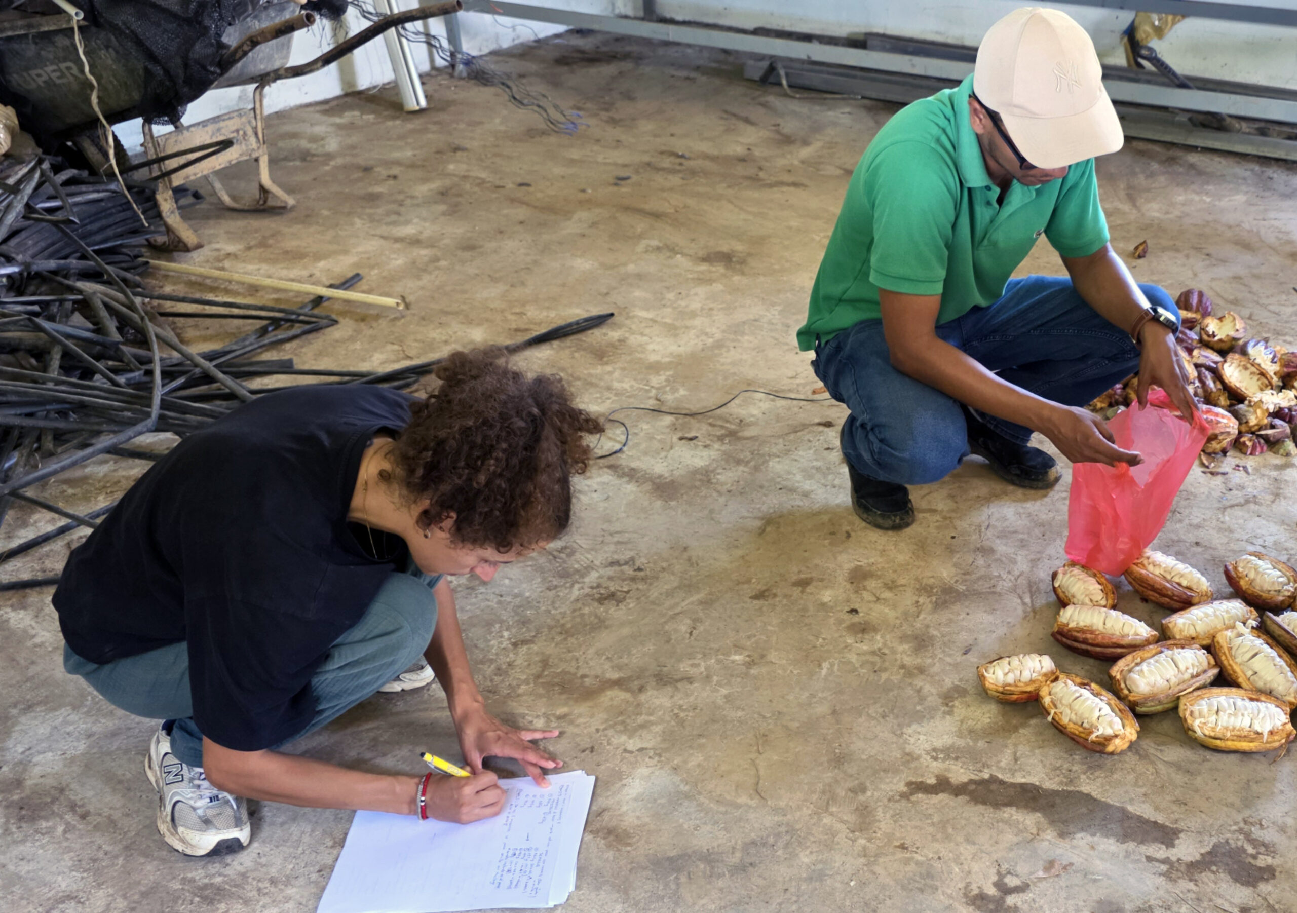 Documenting potential Superárboles Cocoa pods from a potential Superárbol are inspected and documented on site