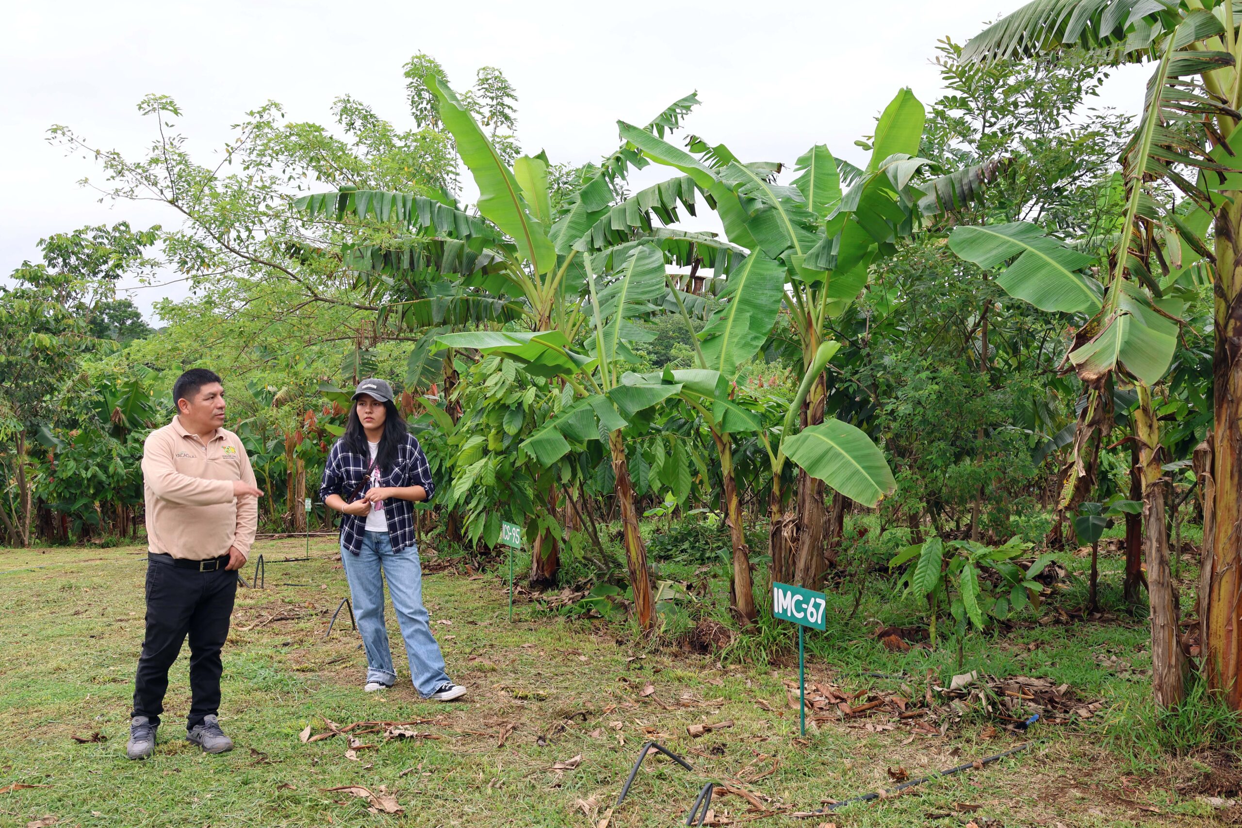 FUNDOPO’s nursery also raises shade trees Alongside cocoa, FUNDOPO’s nursery also raises shade trees and other useful species …