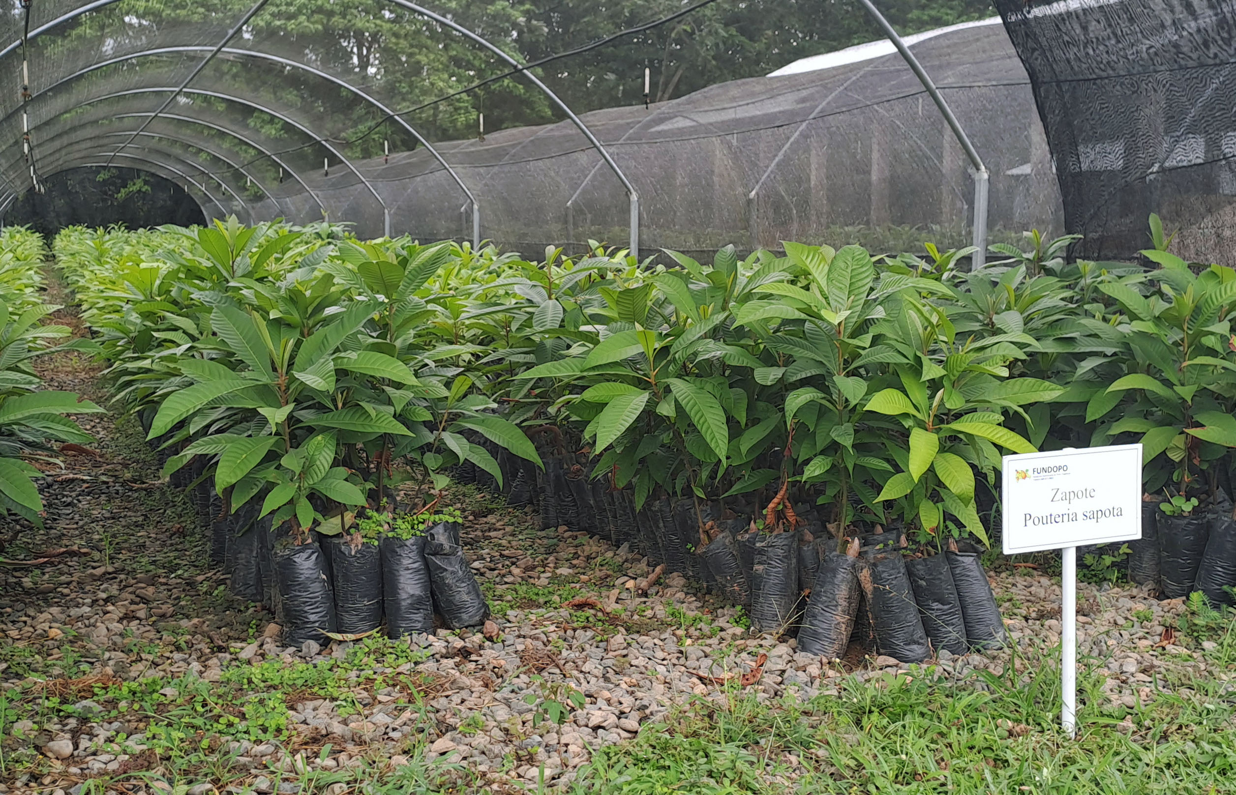 such as Zapote Alongside cocoa, FUNDOPO’s nursery also raises shade trees and other useful species such as zapote y aguacate